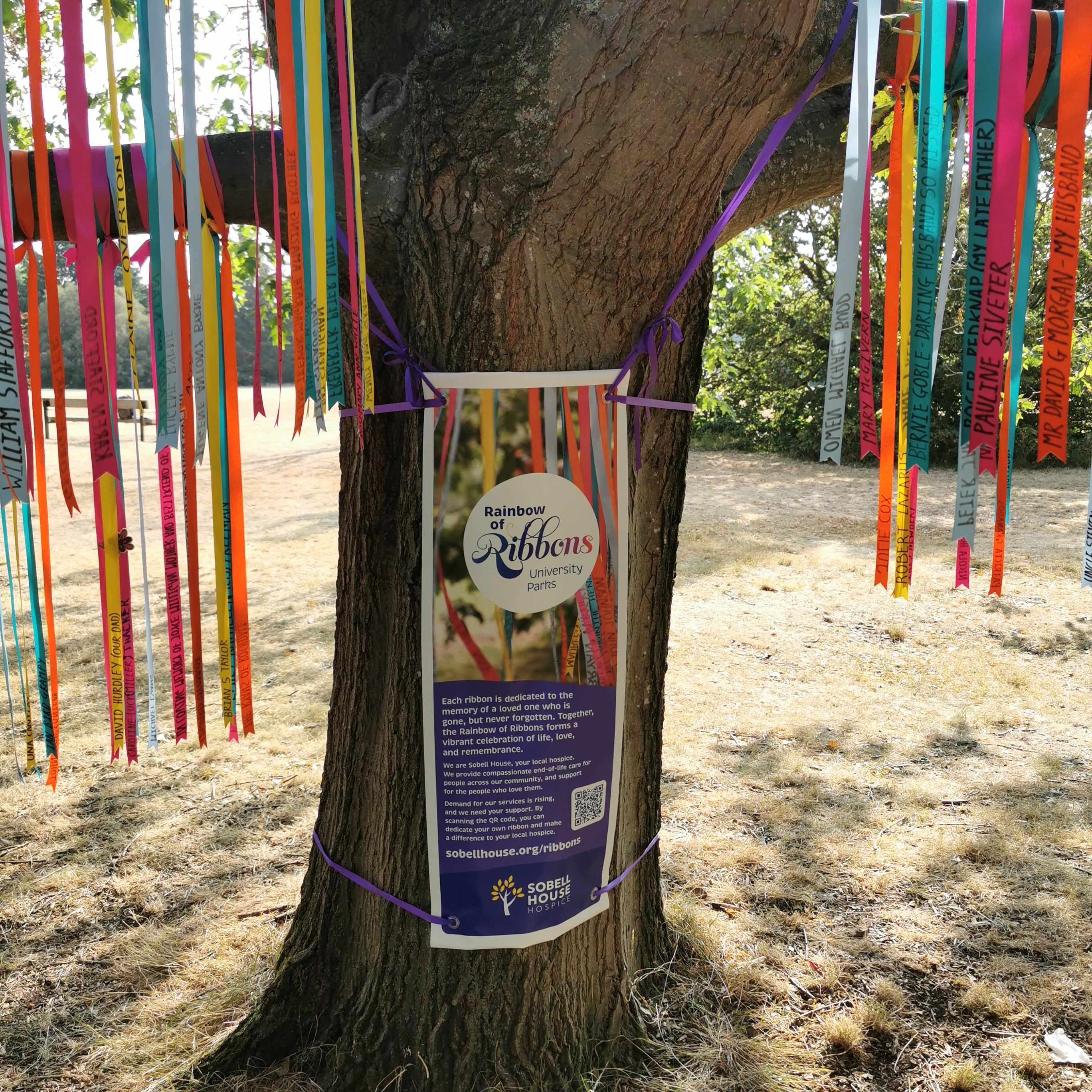 Coloured ribbons hanging from branches of Oak tree, with sign explaining about the Rainbow Tree of Remembrance for Sobell House