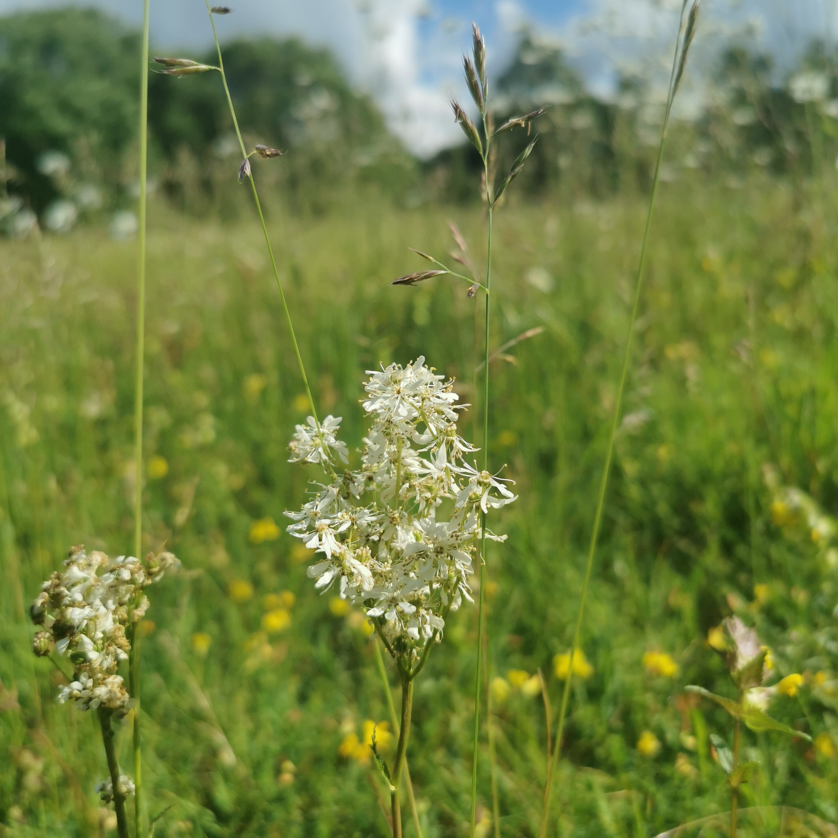 Wild flowers in new wild flower meadow 2026
