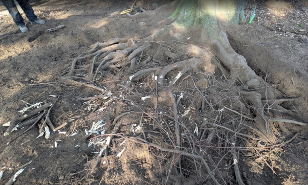 Exposed tree roots spread across a large area of bare soil around the base of a mature tree. Fine and structural roots are visible following excavation, with wood fragments scattered among the roots and gardening tools visible in the background.