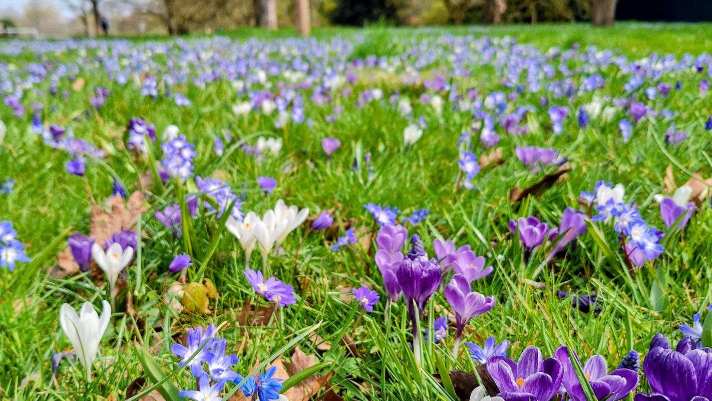 blue purple meadow1