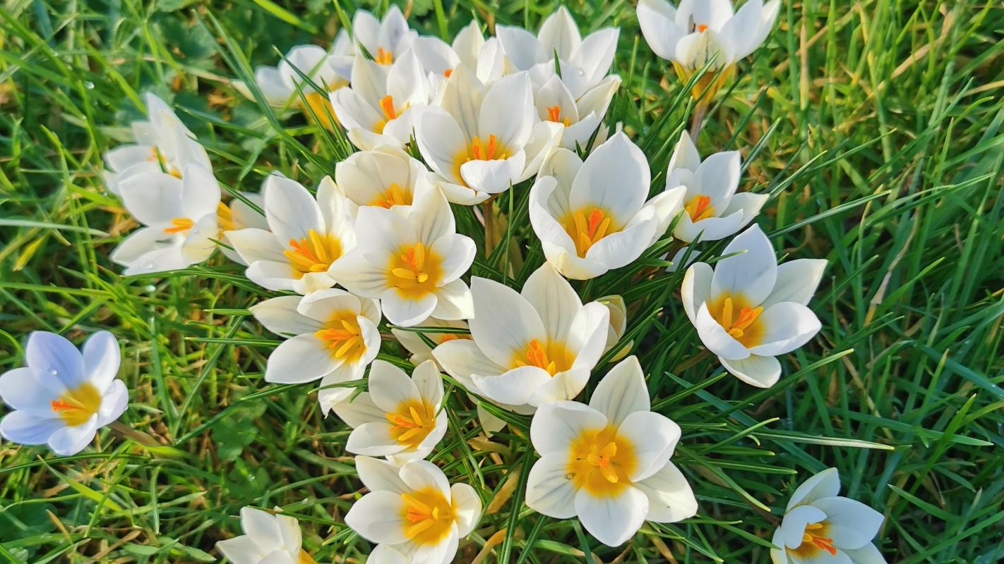 snow crocus thorn walk