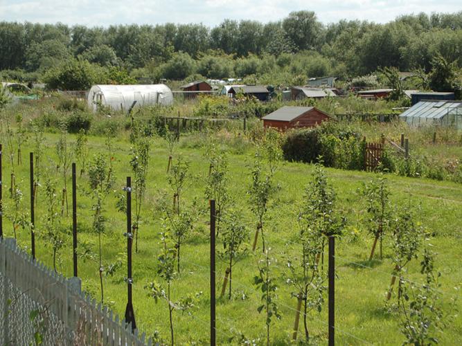 Cripley Orchard Allotment