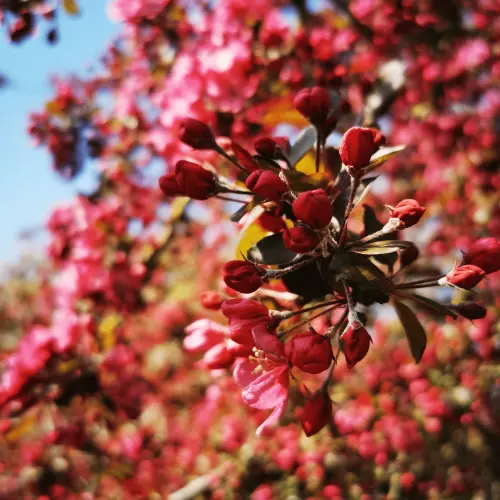 blossom banner photo2 min