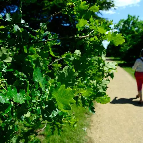 Oak Walk