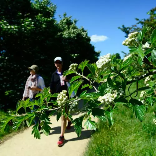 Thorn Walk