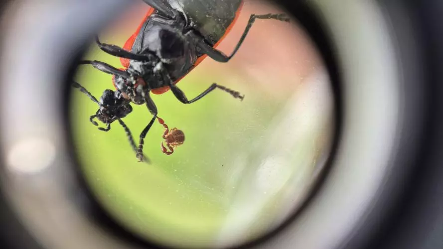 Insect found at BioBlitz