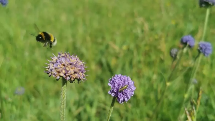 Wildflower meadow, bee flying next to purple flower