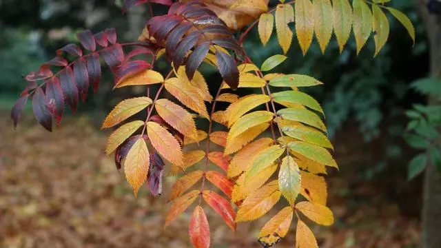 Autumnal leaves