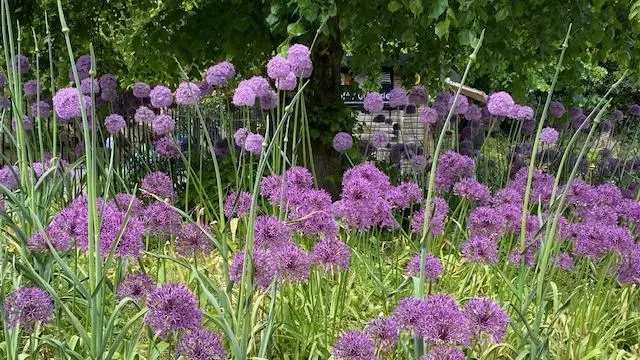 Purple meadow wildflowers