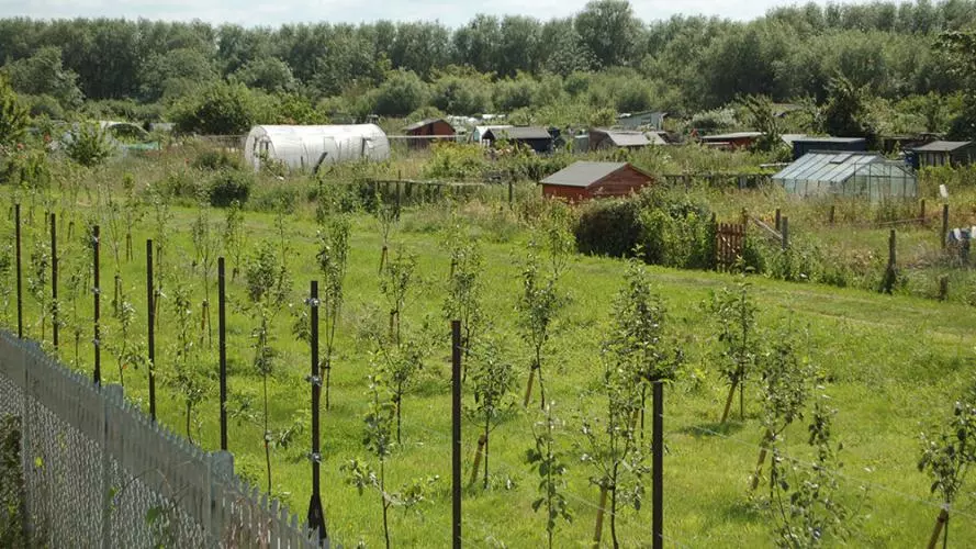 Cripley Orchard Allotment