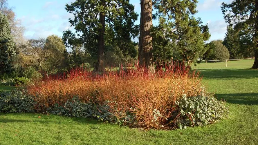 dogwood midwinter fire