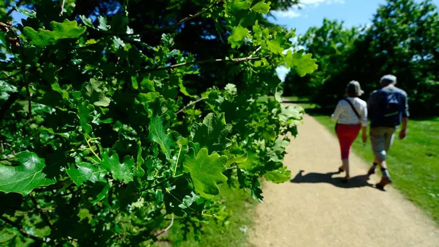 Oak Walk