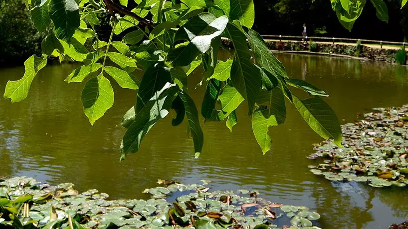 Pond and waterways