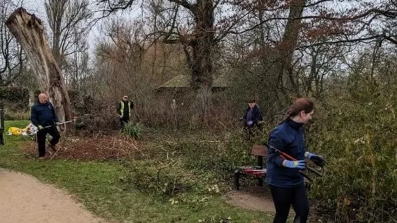Parks team rejuvenating overgrown shrubs
