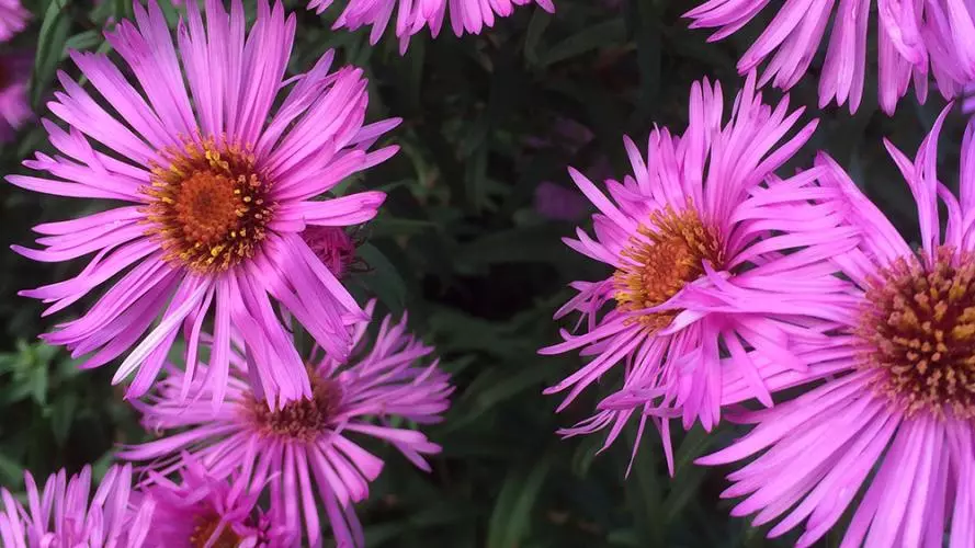 symphyotrichum 