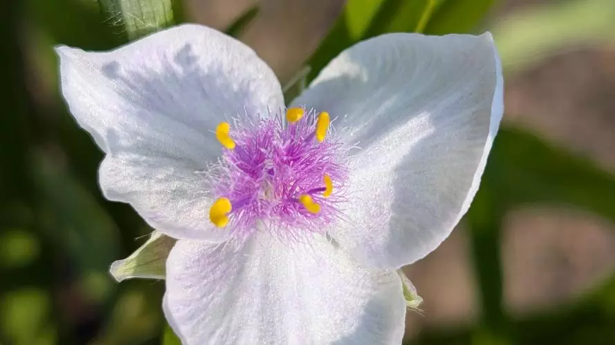 tradescantia white