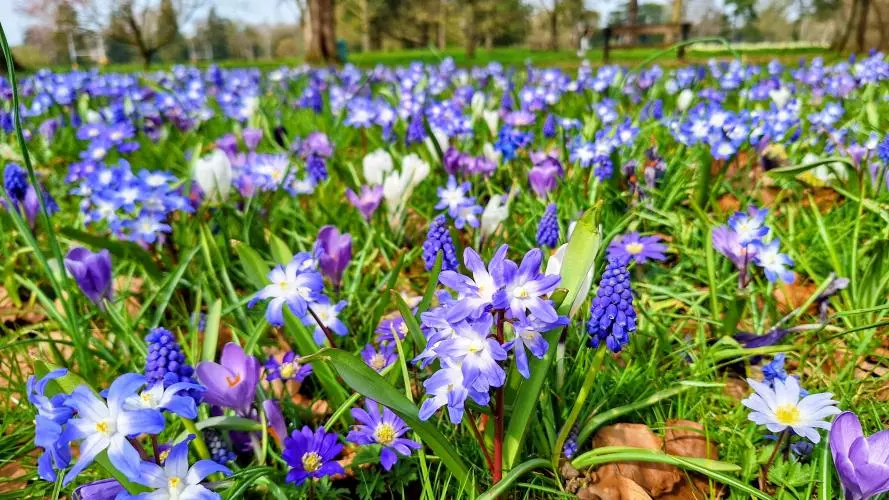 blue purple meadow2