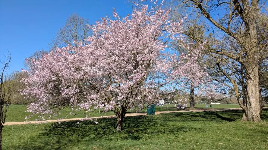cheery tree blossom