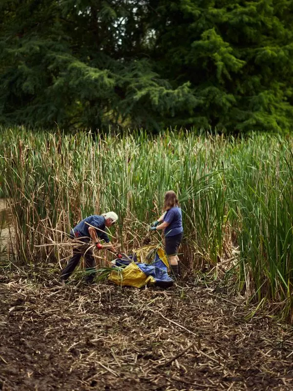 The Park's gardeners begin clearly the reeds