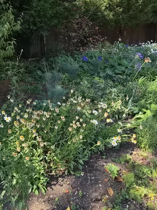 The Hayrick Border at University Parks