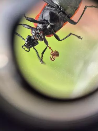 Insect found at BioBlitz