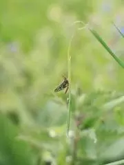 Insect on blade of grass during bioblitz