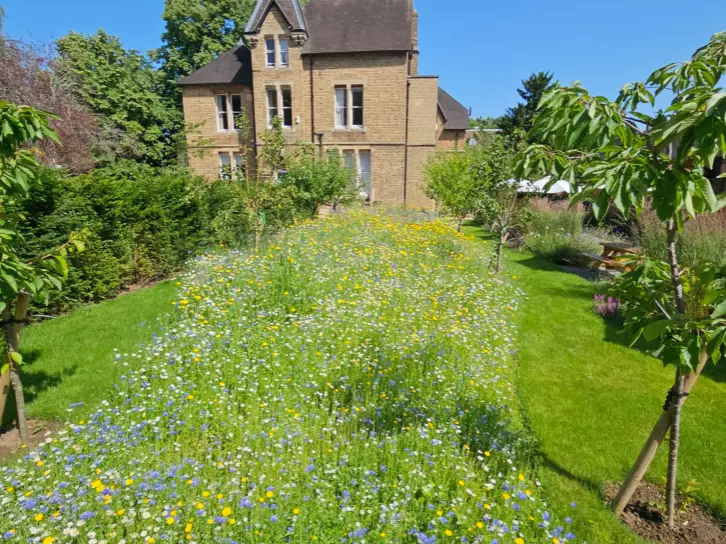 Wildflower meadow in a landscaped garden with young trees and a brick house in the background
