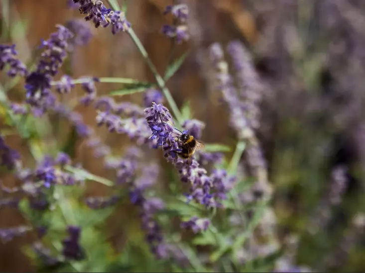 Bee feeding on a lavender flower surrounded by purple blooms.