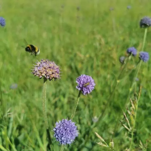 Wildflower meadow, bee flying next to purple flower