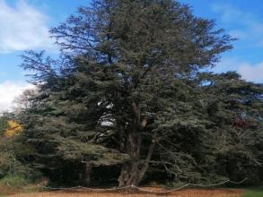 atlantic cedar