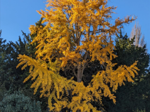 ginkgo biloba maidenhair tree