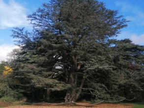 Large tree in University Parks