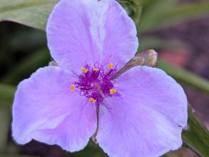 tradescantia