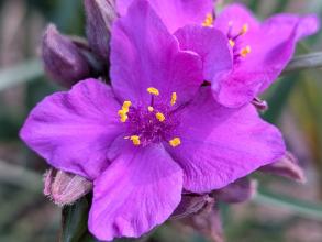 tradescantia purple