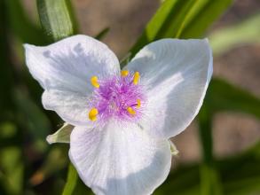 tradescantia white