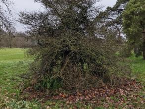 Tree circles - before