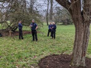 Tree circles - after