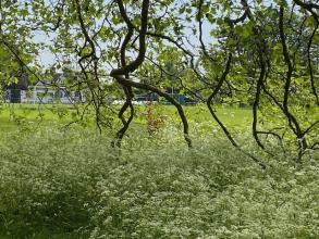 university parks