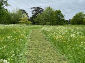 Wildflowers in a meadow