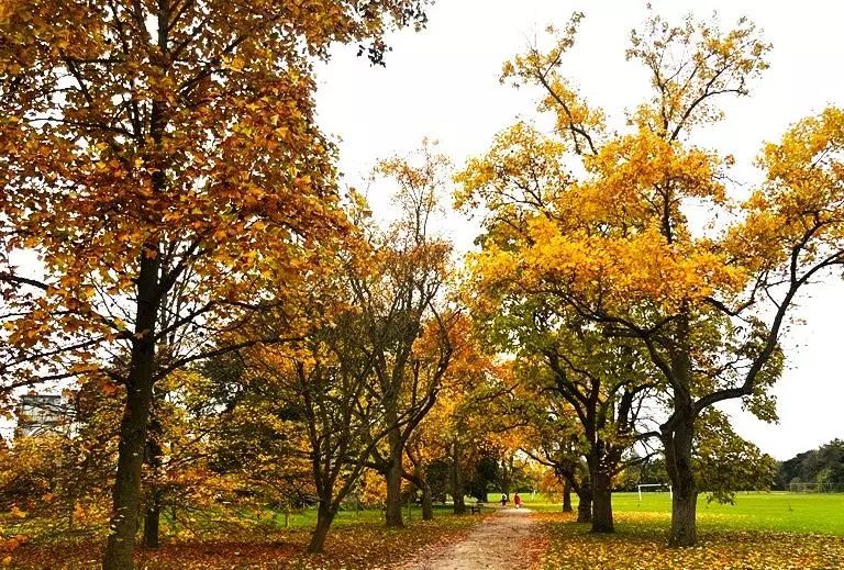 Golden autumn trees line a path through University Parks, with fallen leaves scattered across the ground. 🍂