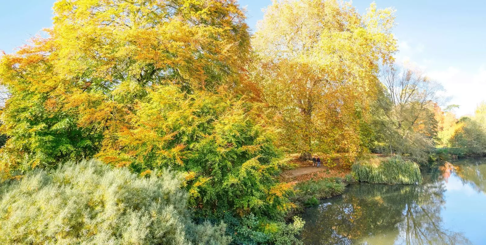A view of the trees of University Parks by the river bank