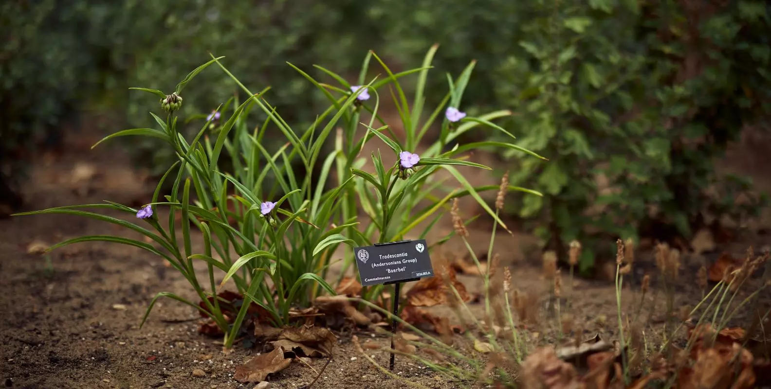 Spiderwort plant with pale purple flowers beside an identification label in a garden border.