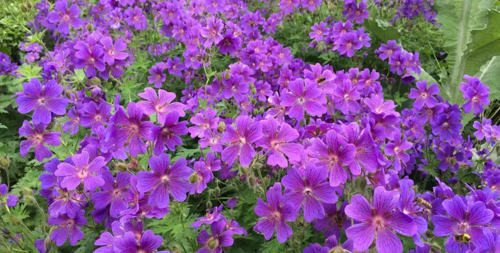 geranium x magnificum