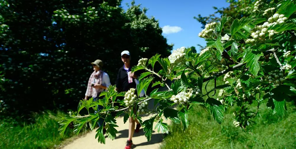Thorn Walk
