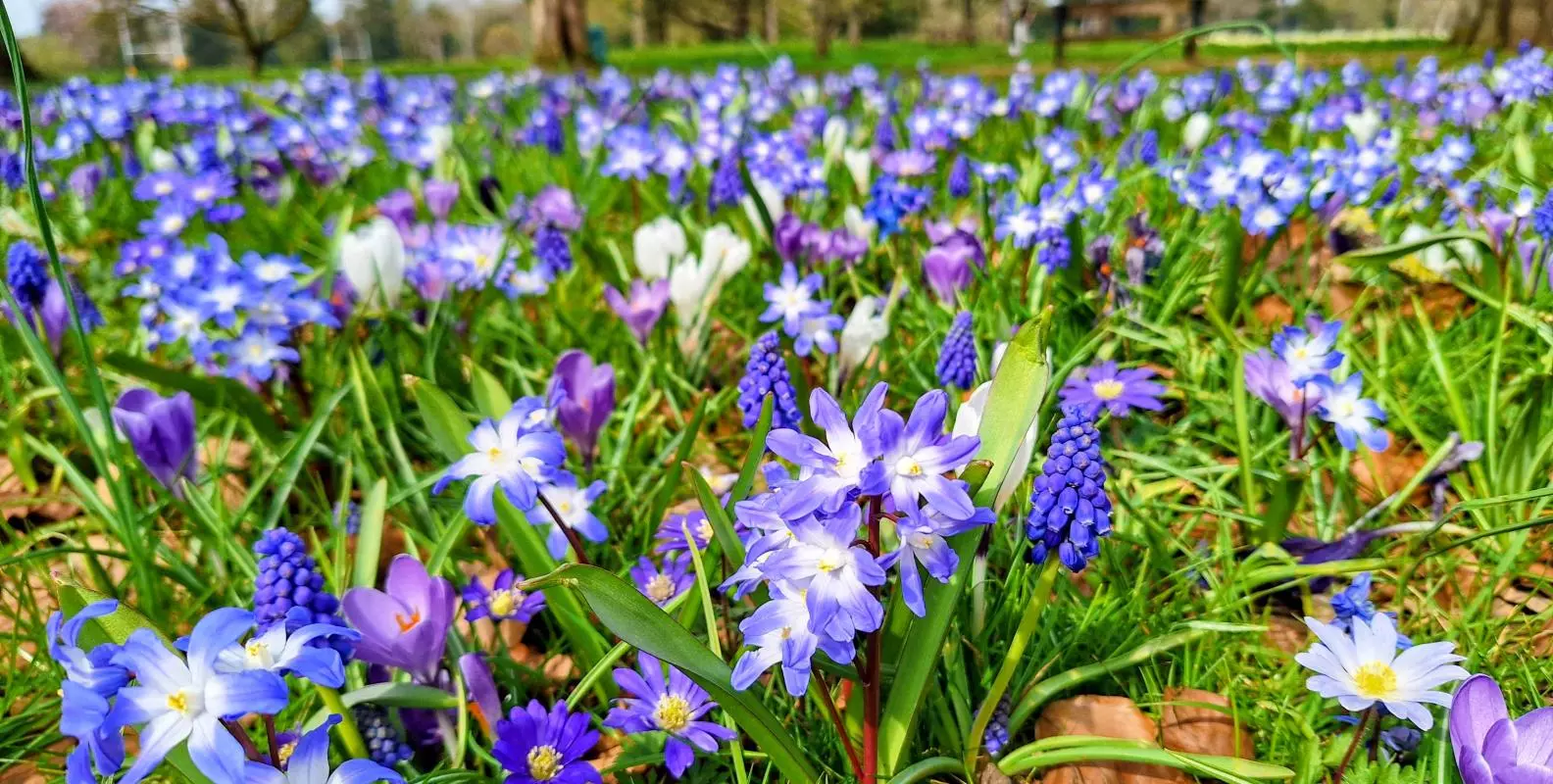 blue purple meadow2