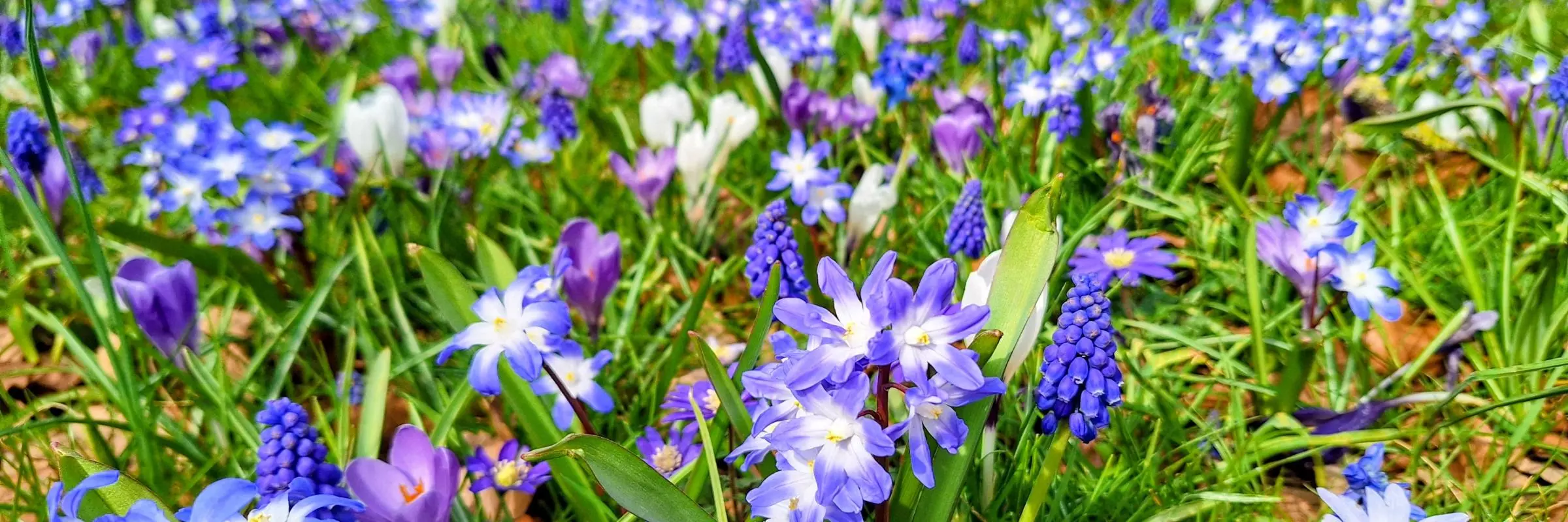blue purple meadow2