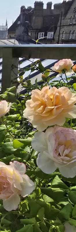 Roses and flowers in planter on Ashmolean roof terrace