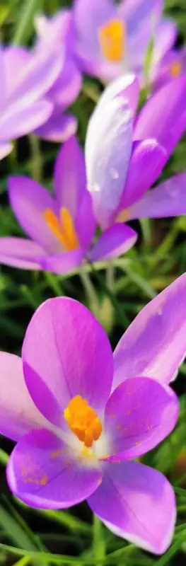 crocus 2026 published 04 02