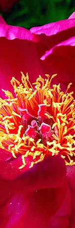 Genetic Garden Banner