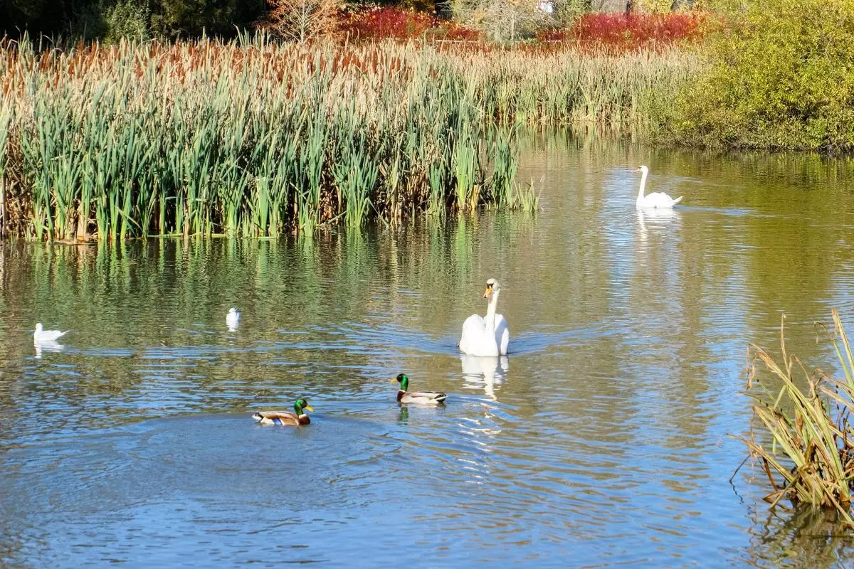 Swans and ducks on the water in University Parks with reeds and trees in the background
